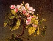Martin Johnson Heade Apple Blossoms oil painting artist